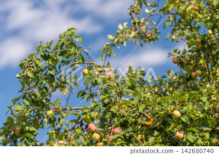 Beneath the bright sky apple trees thrive with colorful fruits on a delightful autumn day in the orchard Beneath the bright sky apple trees thrive with colorful fruits on a delightful autumn day in the orchard 142680740