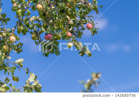 Bright apples hang on trees under a clear blue sky capturing the essence of a sunny day in an orchard Bright apples hang on trees under a clear blue sky capturing the essence of a sunny day in an orchard 142680756