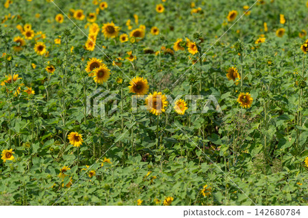 Sunflowers dance in the warm sunlight of a vibrant field during a peaceful summer day Sunflowers dance in the warm sunlight of a vibrant field during a peaceful summer day 142680784