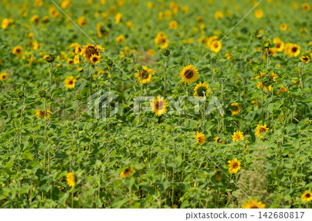 Bright sunflowers dance in the warm sunlight across a sprawling field under a clear blue sky 142680817
