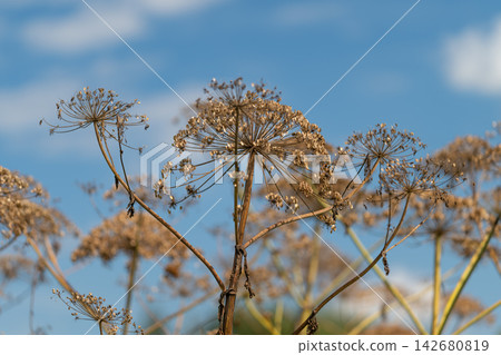 Hogweed stands tall against a bright blue sky in a serene landscape showcasing its unique dried flowers and intricate structures Hogweed stands tall against a bright blue sky in a serene landscape showcasing its unique dried flowers and intricate structures 142680819