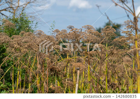Hogweed stands tall in the sunlit meadow showcasing its intricate blooms against a bright blue sky Hogweed stands tall in the sunlit meadow showcasing its intricate blooms against a bright blue sky 142680835