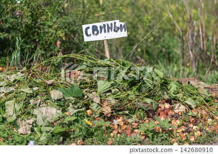Pigs gather around a garbage dump teeming with discarded food and green scraps in a rural setting Pigs gather around a garbage dump teeming with discarded food and green scraps in a rural setting 142680910