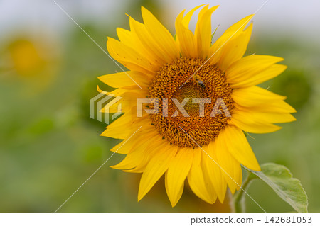 Sunflower blooms brightly in a field showcasing its vibrant petals while a busy bee collects nectar under the warm sun Sunflower blooms brightly in a field showcasing its vibrant petals while a busy bee collects nectar under the warm sun 142681053