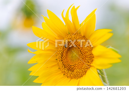 Bee dances among vibrant sunflower petals in a sunlit garden capturing the season's beauty and the essential act of pollination Bee dances among vibrant sunflower petals in a sunlit garden capturing the season's beauty and the essential act of pollination 142681203