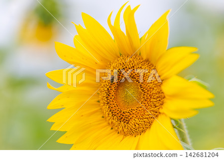 Bee dances among golden sunflower petals during a warm summer day in a vibrant garden celebrating nature's beauty with each pollination Bee dances among golden sunflower petals during a warm summer day in a vibrant garden celebrating nature's beauty with each pollination 142681204