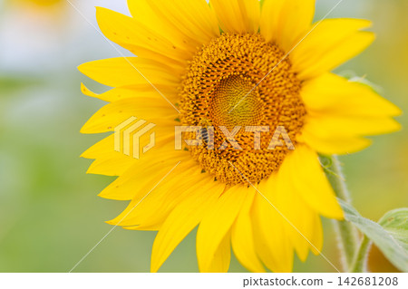 Bee dances among vibrant sunflower petals in a sunlit field creating a mesmerizing scene of nature's harmony Bee dances among vibrant sunflower petals in a sunlit field creating a mesmerizing scene of nature's harmony 142681208