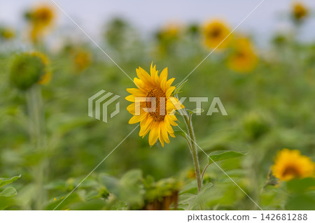 Sunflower blooms gracefully in a vibrant field under a soft blue sky Sunflower blooms gracefully in a vibrant field under a soft blue sky 142681288