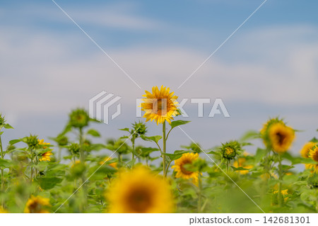 Field of bright sunflowers dancing in the warm summer breeze under a blue sky with soft white clouds 142681301