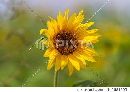 Bright sunflower standing tall in a vibrant field under a clear sky during a sunny afternoon Bright sunflower standing tall in a vibrant field under a clear sky during a sunny afternoon 142681305