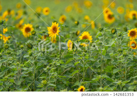 Golden sunflowers dancing in the bright sunlight amidst a vast green field Golden sunflowers dancing in the bright sunlight amidst a vast green field 142681353