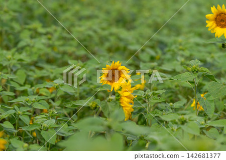 Vibrant sunflowers swaying gently in the warm sunlight of a serene summer meadow Vibrant sunflowers swaying gently in the warm sunlight of a serene summer meadow 142681377