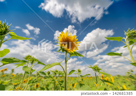 Bright sunflowers dance under a vast blue sky with fluffy clouds on a sunny afternoon in a blooming field Bright sunflowers dance under a vast blue sky with fluffy clouds on a sunny afternoon in a blooming field 142681385
