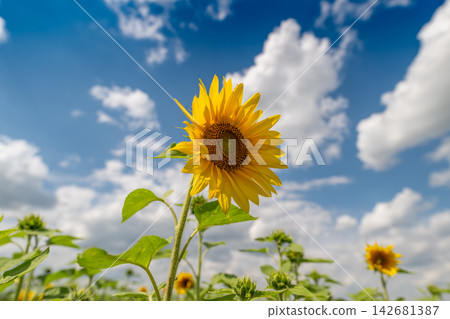 Sunflowers reaching for the sun under a captivating blue sky filled with fluffy clouds Sunflowers reaching for the sun under a captivating blue sky filled with fluffy clouds 142681387