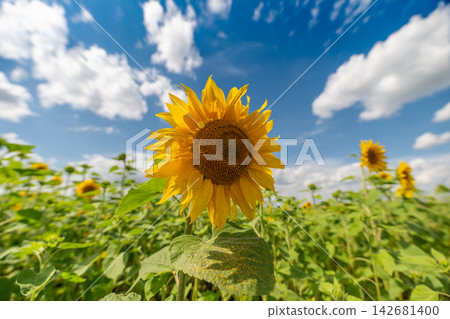 Sunflowers dance in the gentle breeze under a bright blue sky filled with fluffy white clouds Sunflowers dance in the gentle breeze under a bright blue sky filled with fluffy white clouds 142681400