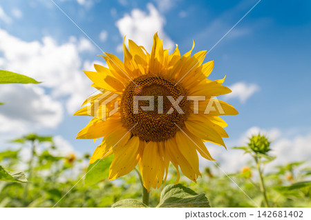 Bright sunflower blooms under a sunny sky in a vibrant field filled with golden hues and fluffy clouds drifting by Bright sunflower blooms under a sunny sky in a vibrant field filled with golden hues and fluffy clouds drifting by 142681402