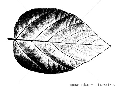 Dark shaded leaf skeleton with prominent veins and delicate botanical detail 142681719