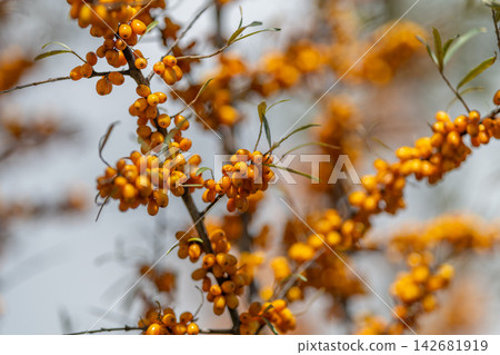 Vibrant clusters of sea buckthorn berries glowing under sunlight in a tranquil garden setting 142681919