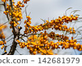 Vibrant sea buckthorn berries glow against a bright sky embodying nature's beauty and bounty in late summer 142681979