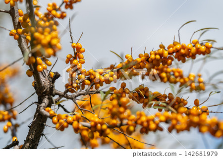 Vibrant sea buckthorn berries glow against a bright sky embodying nature's beauty and bounty in late summer Vibrant sea buckthorn berries glow against a bright sky embodying nature's beauty and bounty in late summer 142681979