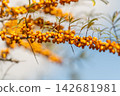 Colorful sea buckthorn berries glistening under a bright sky in a serene landscape 142681981