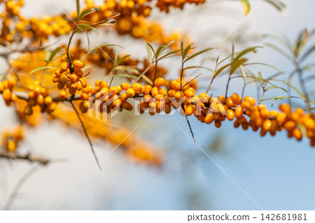 Colorful sea buckthorn berries glistening under a bright sky in a serene landscape Colorful sea buckthorn berries glistening under a bright sky in a serene landscape 142681981