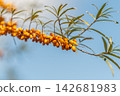 Bright sea buckthorn berries dangle from lush green branches under a clear blue sky 142681983