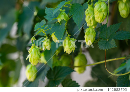 growing hop vines in summer growing hop vines in summer 142682793