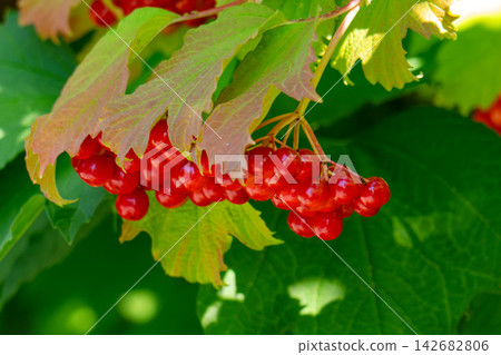 red clusters of viburnum berries red clusters of viburnum berries 142682806