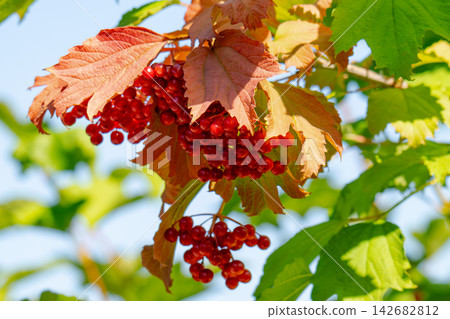red clusters of viburnum berries 142682812