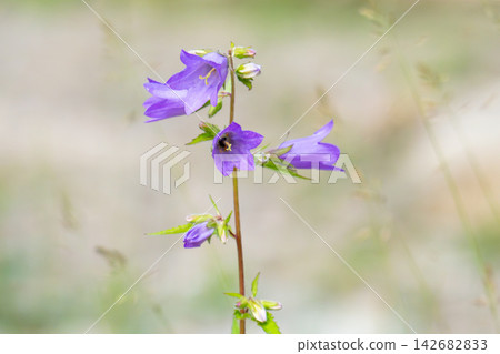 bluebell flowers i bluebell flowers i 142682833
