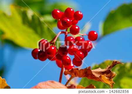 red clusters of viburnum berries red clusters of viburnum berries 142682856