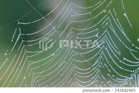 spiderweb with water droplets in a meadow. spiderweb with water droplets in a meadow. 142682905