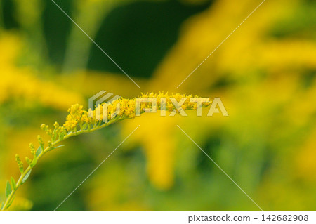 Yellow panicles of Solidago flowers in August. 142682908