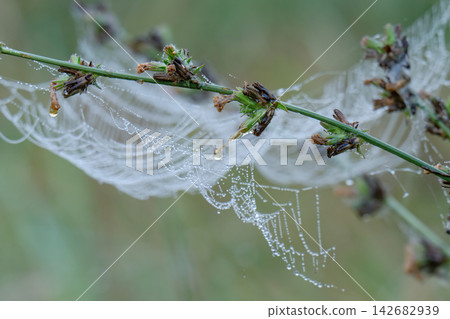 spiderweb with water droplets in a meadow. spiderweb with water droplets in a meadow. 142682939