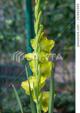 Close-up of a beautiful gladiolus flower growing Close-up of a beautiful gladiolus flower growing 142682949