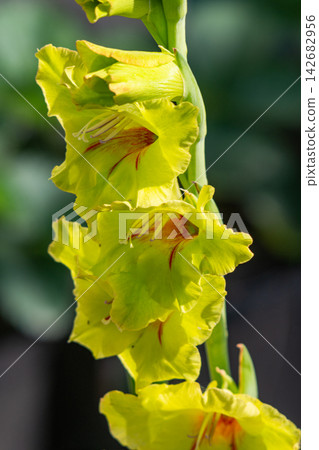 Close-up of a beautiful gladiolus flower growing Close-up of a beautiful gladiolus flower growing 142682956