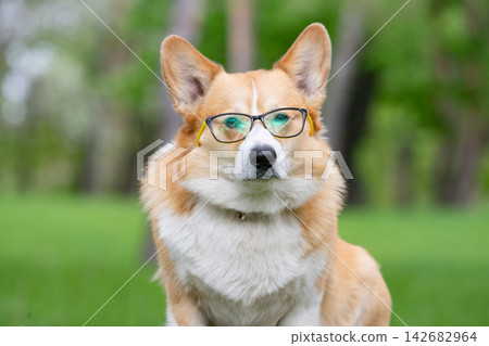 A Welsh Corgi wearing glasses in the park 142682964