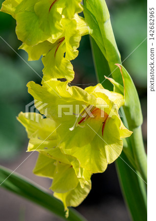 Close-up of a beautiful gladiolus flower growing Close-up of a beautiful gladiolus flower growing 142682965