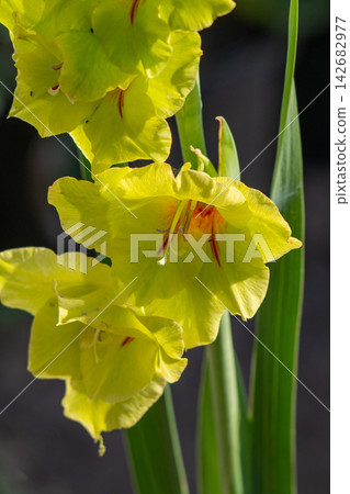 Close-up of a beautiful gladiolus flower growing Close-up of a beautiful gladiolus flower growing 142682977