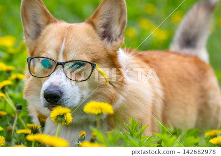 A Welsh Corgi wearing glasses in the park A Welsh Corgi wearing glasses in the park 142682978