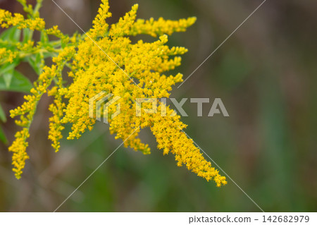 Yellow panicles of Solidago flowers in August. Yellow panicles of Solidago flowers in August. 142682979