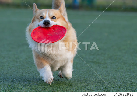 Photo of a Pembroke Corgi Photo of a Pembroke Corgi 142682985