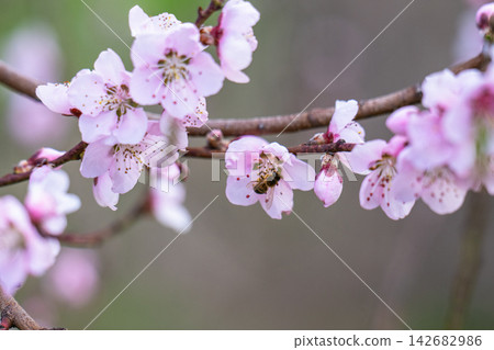 Sakura blossoms on a tree Sakura blossoms on a tree 142682986