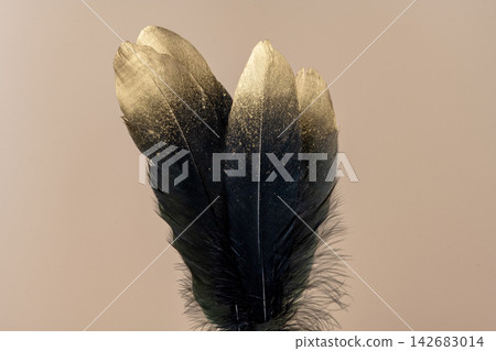 Beautiful black feathers with golden tips Beautiful black feathers with golden tips 142683014
