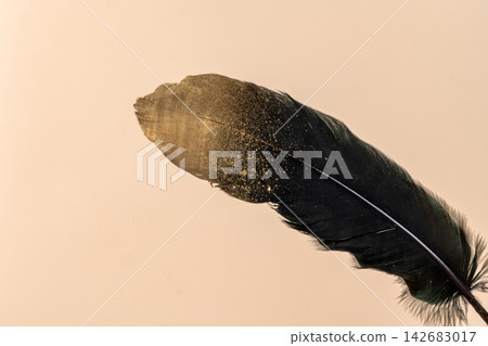 Beautiful black feathers with golden tips Beautiful black feathers with golden tips 142683017