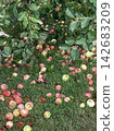A ripe red apple lying on the ground 142683209