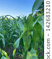 Cornfield summer blue sky 142683210