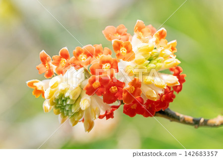 房子周圍,四季各異的鮮花,初春的公園樹蔭下,美麗而優雅的深紅色三椏花盛開 房子周圍,四季各異的鮮花,初春的公園樹蔭下,美麗而優雅的深紅色三椏花盛開 142683357