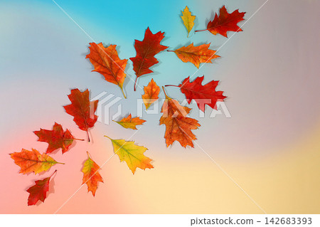 Abstract autumn composition with maple leaves against a vibrant seasonal background, still life and Thanksgiving concept, a beautiful sunny banner and design template, greeting card, Hello, Autumn Abstract autumn composition with maple leaves against a vibrant seasonal background, still life and Thanksgiving concept, a beautiful sunny banner and design template, greeting card, Hello, Autumn 142683393